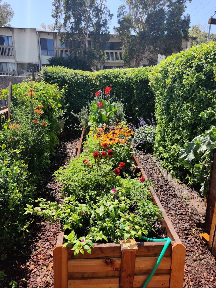 Garden resized
